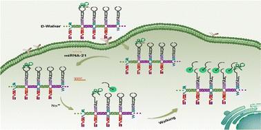 A DNA nanowire based-DNAzyme walker for amplified imaging of microRNA in tumor cells†