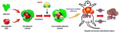 Hydrosulphide–methaemoglobin–albumin cluster: a hydrogen sulphide donor†