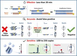 Rapid detection of HPV16 utilizing recombinase polymerase amplification with the employment of an extremely low concentration of the probe†