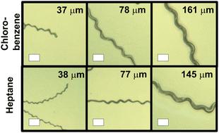 Telephone cord blister formation in solvent swollen elastomer films†