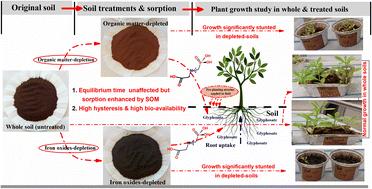 Exploring the interactions of glyphosate in soil: the sorption scenario upon soil depletion and effect on waterleaf (Talinum triangulare) growth