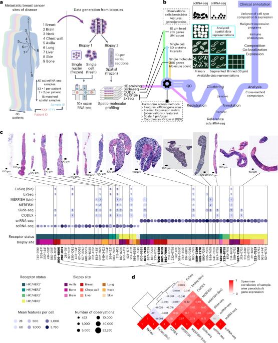 A multi-modal single-cell and spatial expression map of metastatic breast cancer biopsies across clinicopathological features