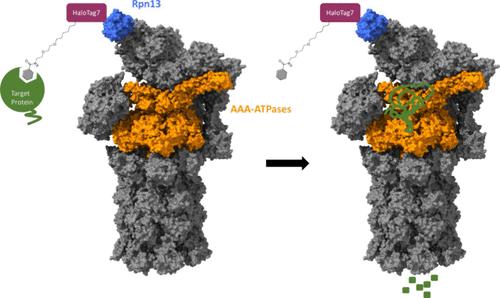 Recruitment to the Proteasome Is Necessary but Not Sufficient for Chemically Induced, Ubiquitin-Independent Degradation of Native Proteins