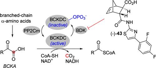 Bicyclic Inhibitors of Branched-Chain α-Keto Acid Dehydrogenase Kinase (BDK) with In Vivo Activity