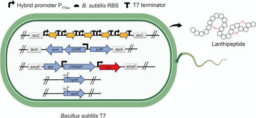 A Plug-and-Play T7 Expression System for Heterologous Production of Lanthipeptides in Bacillus subtilis