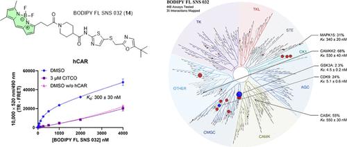 Development of BODIPY FL SNS 032 as a Versatile Probe for Constitutive Androstane Receptor and Multiple Kinases