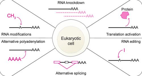 Precision Transcriptome Editing