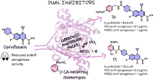 Inhibition of Pseudomonas aeruginosa Carbonic Anhydrases, Exploring Ciprofloxacin Functionalization Toward New Antibacterial Agents: An In-Depth Multidisciplinary Study