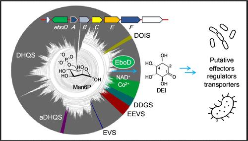 2-Deoxy-4-epi-scyllo-inosose (DEI) is the Product of EboD, a Highly Conserved Dehydroquinate Synthase-like Enzyme in Bacteria and Eustigmatophyte Algae