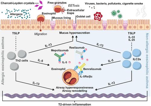 Targeting the IL-5 pathway in eosinophilic asthma: A comparison of anti-IL-5 versus anti-IL-5 receptor agents