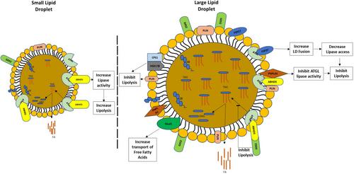 Lipid droplet-associated proteins in alcohol-associated fatty liver disease: A proteomic approach