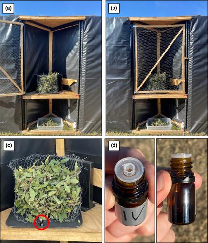 Odour information enables patch choice by mammalian herbivores from afar, leading to predictable plant associational effects