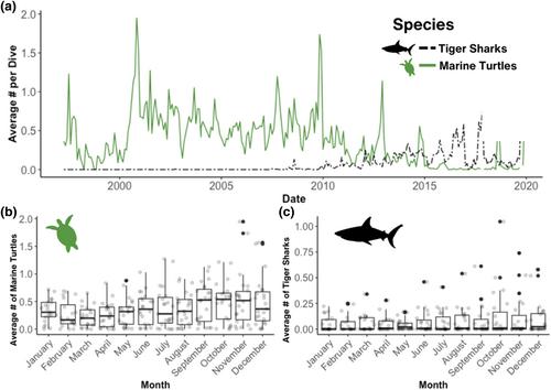 Multidecadal underwater surveys reveal declines in marine turtles