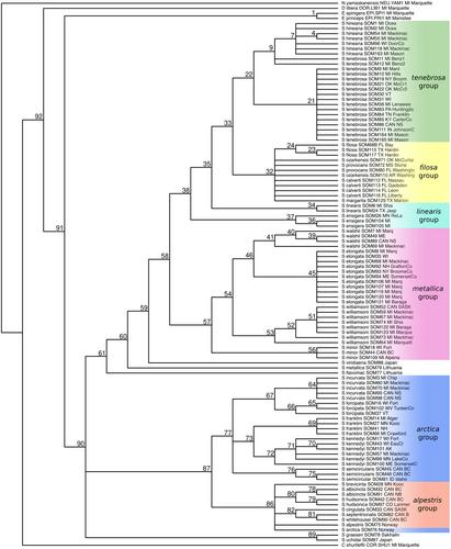 Incomplete barriers to heterospecific mating among Somatochlora species (Odonata: Corduliidae) as revealed in multi-gene phylogenies