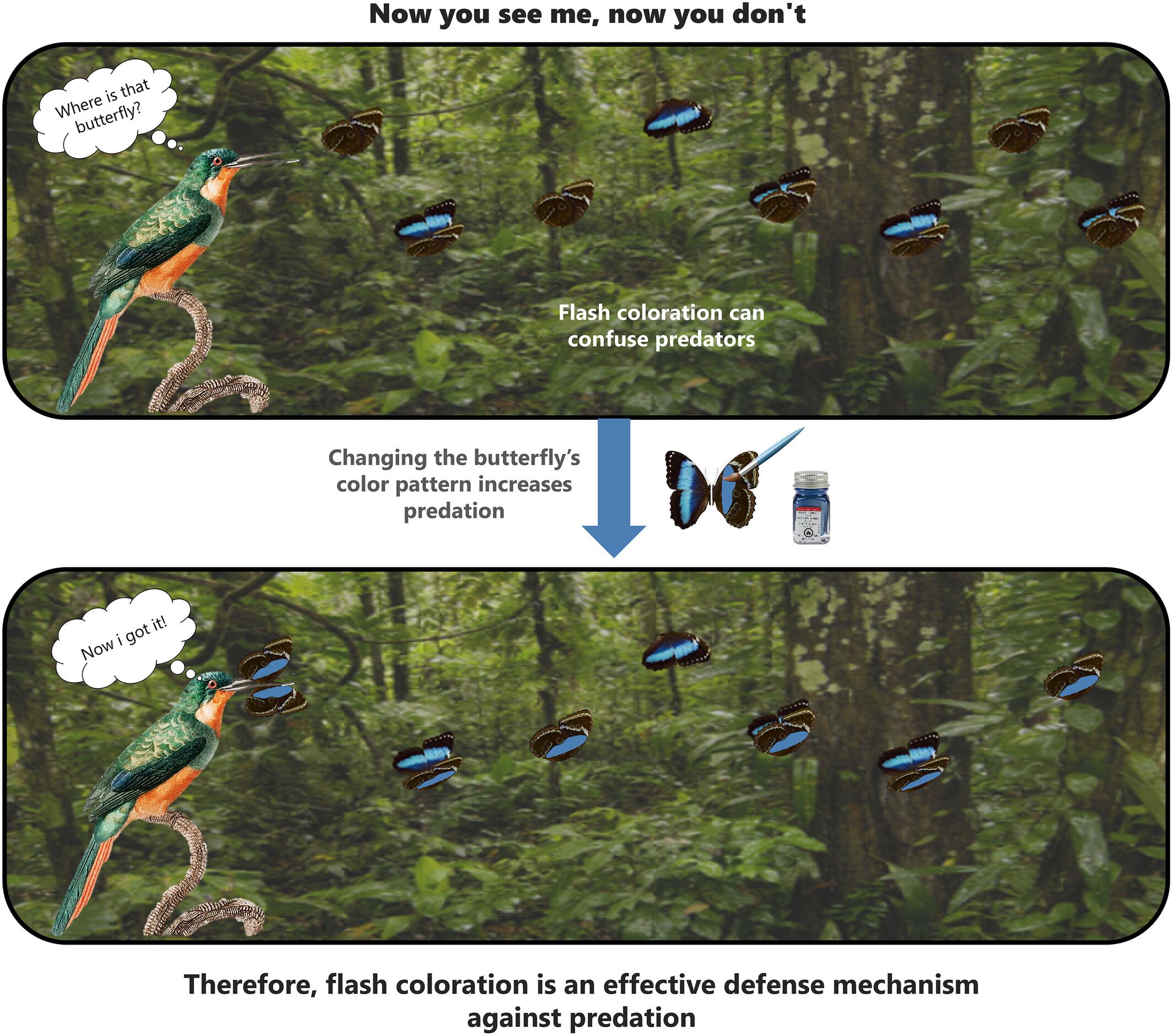 The Relevance of Flash Coloration Against Avian Predation in a Morpho Butterfly: A Field Experiment in a Tropical Rainforest