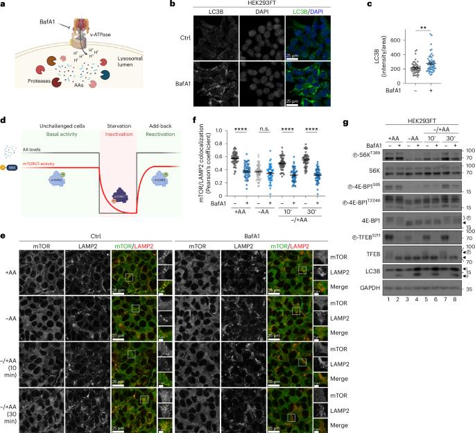 Spatial and functional separation of mTORC1 signalling in response to different amino acid sources