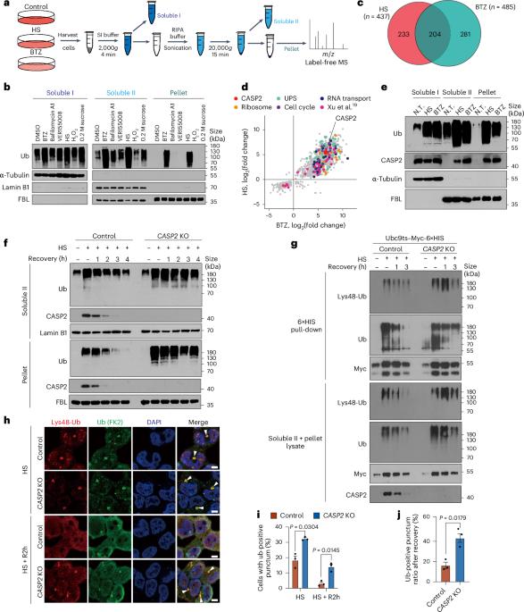 Caspase-2 is a condensate-mediated deubiquitinase in protein quality control