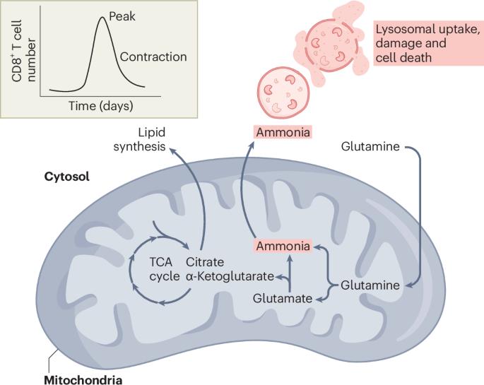 Waste management and cell death in T cells