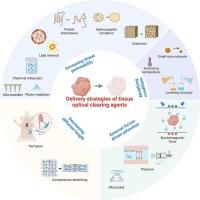 Delivery and kinetics of immersion optical clearing agents in tissues: Optical imaging from ex vivo to in vivo