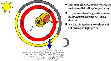 Influence of mixotrophy on cell cycle phase duration and correlation of karlotoxin synthesis with light and G1 phase in Karlodinium veneficum