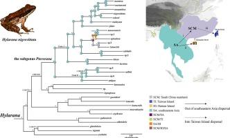 A comprehensive molecular phylogeny of the genus Sylvirana (Anura: Ranidae) highlights unrecognized diversity, revised classification and historical biogeography