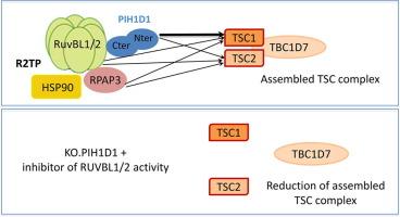 The HSP90/R2TP Quaternary Chaperone Scaffolds Assembly of the TSC Complex