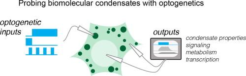 Optogenetic Control of Condensates: Principles and Applications