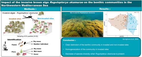 Impact of the invasive brown alga Rugulopteryx okamurae on the benthic communities in the Northwestern Mediterranean Sea