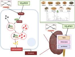 Yi-Qi-Jian-Pi-Xiao-Yu formula inhibits cisplatin-induced acute kidney injury through suppressing ferroptosis via STING-NCOA4-mediated ferritinophagy