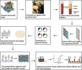 A Nanobody Toolbox for Recognizing Distinct Epitopes on Cas9