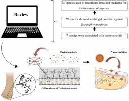 Traditional use of medicinal plants in Brazil to treat mycosis, antifungal activity, and their nanomaterials against Trichophyton rubrum