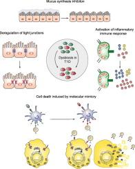 Gut microbiota as a modulator of type 1 diabetes: A molecular perspective