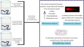 Evaluating the impact of the combined acute toxicity of iron (Fe) and microplastics on Namalycastis jaya