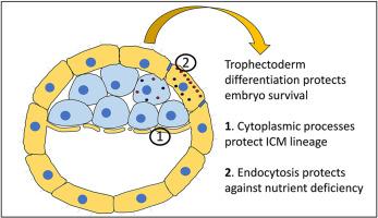 Preimplantation trophectoderm: A ‘quick-fix’ protector for embryo survival?