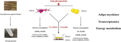 Regulatory effects of yam (Dioscorea opposita Thunb.) glycoprotein on energy metabolism in C2C12 and 3T3-L1 cells and on crosstalk between these two cells