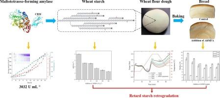 Enzymatic modification of wheat starch by a novel maltotetraose-forming amylase from Atopomonas hussainii to retard retrogradation and improve bread quality