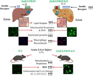 ZnR/GPR39 regulates hepatic insulin signaling, tunes liver bioenergetics and ROS production, and mitigates liver fibrosis and injury