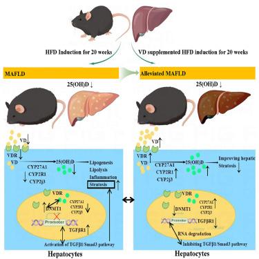 Vitamin D alleviates HFD-induced hepatic fibrosis by inhibiting DNMT1 to affect the TGFβ1/Smad3 pathway