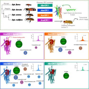 Evolution of queen pheromone receptor tuning in four honeybee species (Hymenoptera, Apidae, Apis)