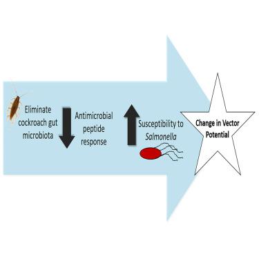 The gut microbiota confers resistance against Salmonella Typhimurium in cockroaches by modulating innate immunity