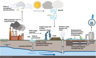 Degradation pathways of perfluoroalkyl and polyfluoroalkyl compounds: Removal in water and soil using fungi and plant-based remediation