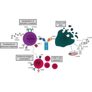 Leveraging Vγ9Vδ2 T cells against prostate cancer through a VHH-based PSMA-Vδ2 bispecific T cell engager