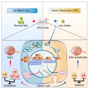 Dietary caloric restriction protects experimental autoimmune uveitis by regulating Teff/Treg balance