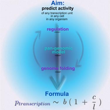 A unified-field theory of genome organization and gene regulation