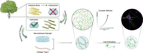 Nanocellulose-collagen composites as advanced biomaterials for 3D in-vitro neuronal model systems