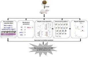 Integrative transcriptomics and lipidomics unravels the amelioration effects of Radix Bupleuri on non-alcoholic fatty liver disease