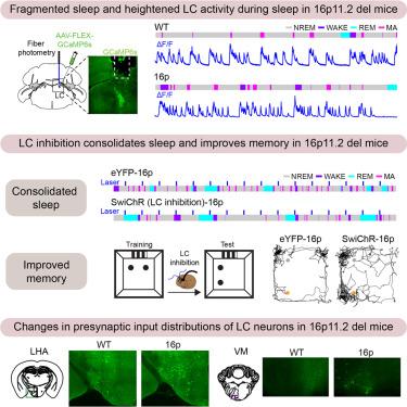 Circuit mechanism underlying fragmented sleep and memory deficits in 16p11.2 deletion mouse model of autism