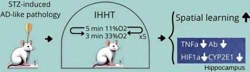 Intermittent hypoxia-hyperoxia training ameliorates cognitive impairment and neuroinflammation in a rat model of Alzheimer’s disease