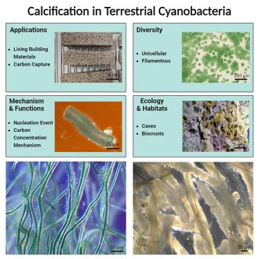 Hard shell, soft blue-green core: Ecology, processes, and modern applications of calcification in terrestrial cyanobacteria