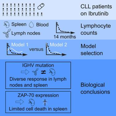 Mathematical multi-compartment modeling of chronic lymphocytic leukemia cell kinetics under ibrutinib